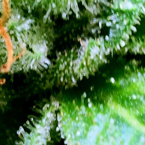 Rainbow Runtz growlog timeline photo