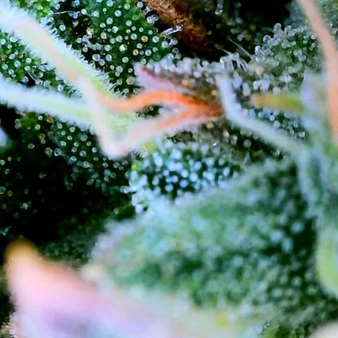 Rainbow Runtz growlog timeline photo