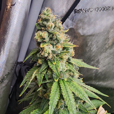 Rainbow Runtz growlog timeline photo