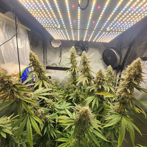 Rainbow Runtz growlog timeline photo