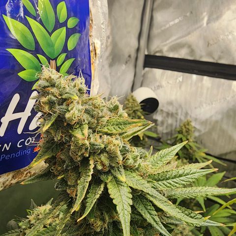 Rainbow Runtz growlog timeline photo