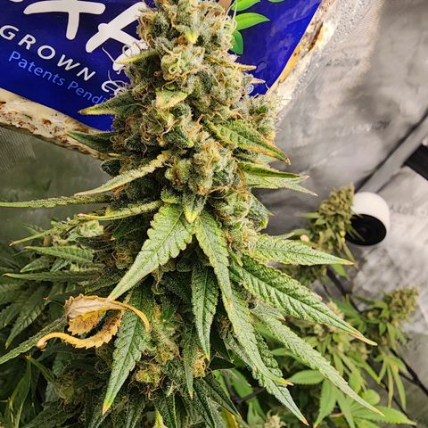 Rainbow Runtz growlog timeline photo
