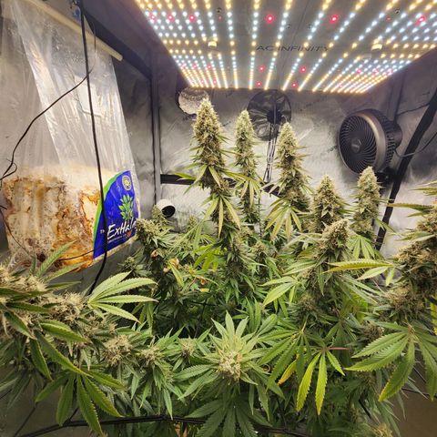 Rainbow Runtz growlog timeline photo