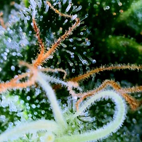 Rainbow Runtz growlog timeline photo