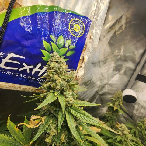 Rainbow Runtz growlog timeline photo