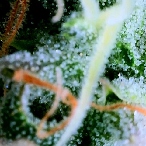 Rainbow Runtz growlog timeline photo