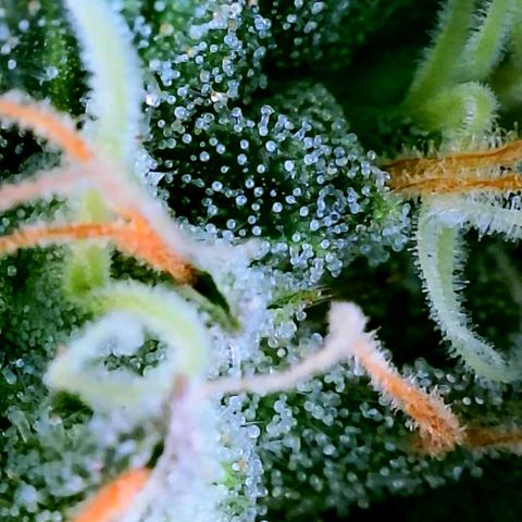 Rainbow Runtz growlog timeline photo