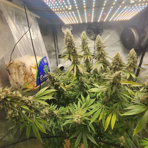 Rainbow Runtz growlog timeline photo