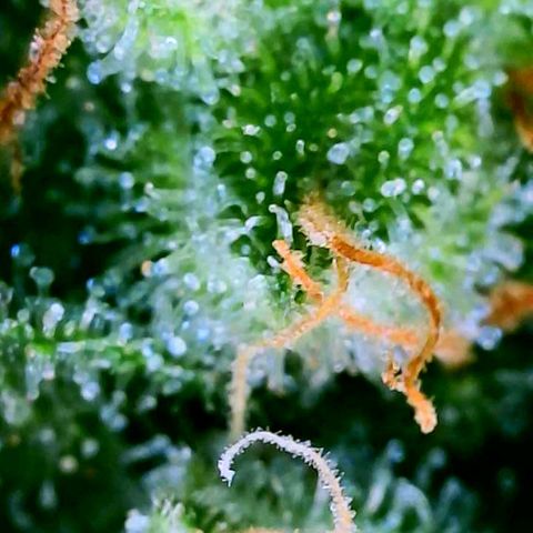 Rainbow Runtz growlog timeline photo