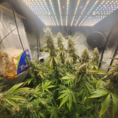 Rainbow Runtz growlog timeline photo