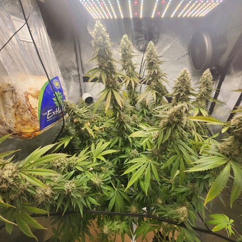 Rainbow Runtz growlog timeline photo