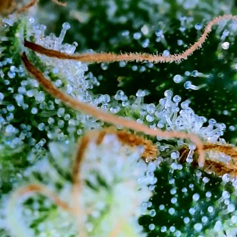 Rainbow Runtz growlog timeline photo