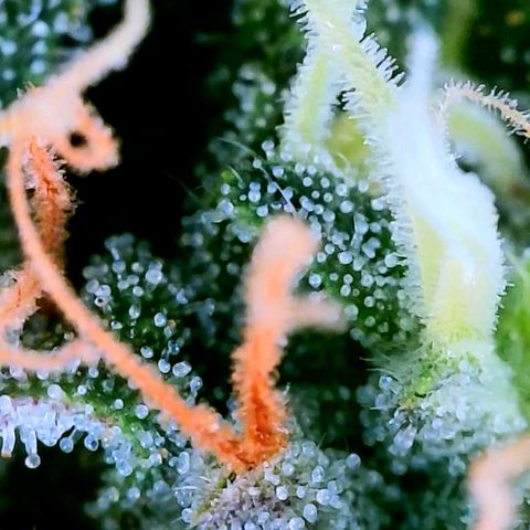 Rainbow Runtz growlog timeline photo