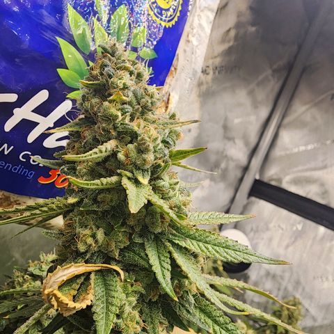 Rainbow Runtz growlog timeline photo