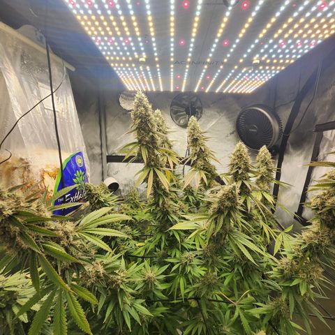 Rainbow Runtz growlog timeline photo