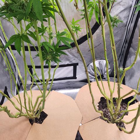 Rainbow Runtz growlog timeline photo