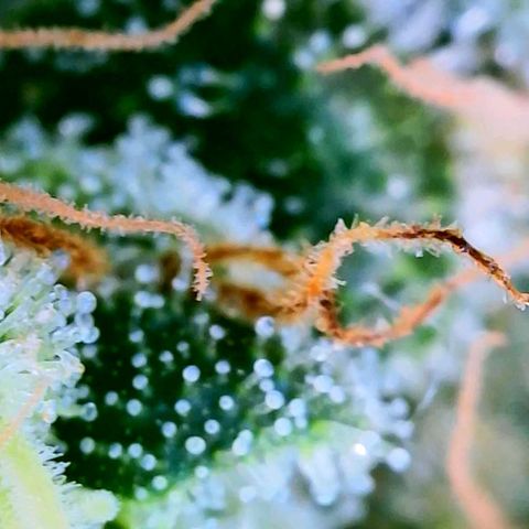 Rainbow Runtz growlog timeline photo