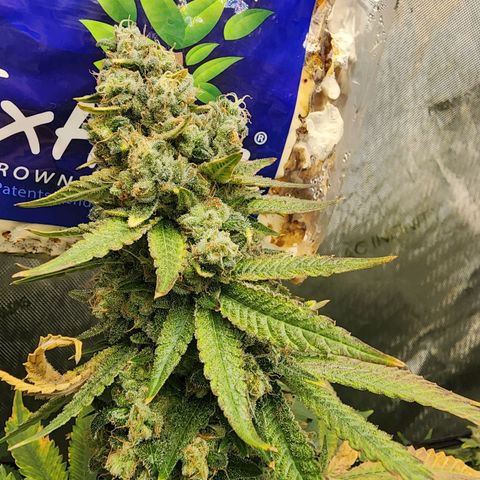 Rainbow Runtz growlog timeline photo