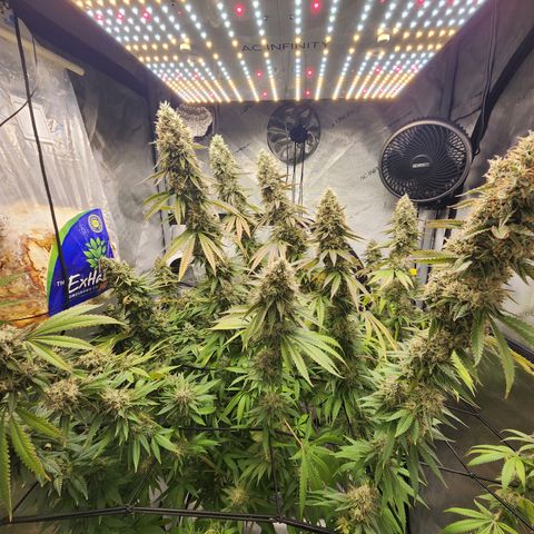 Rainbow Runtz growlog timeline photo