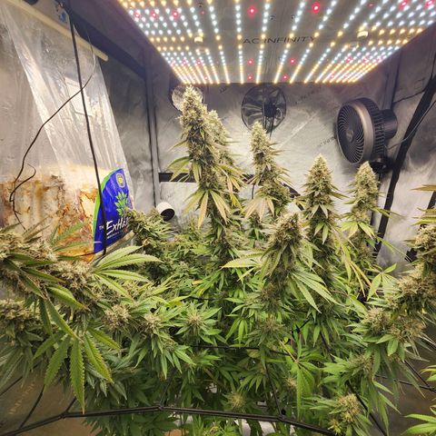 Rainbow Runtz growlog timeline photo