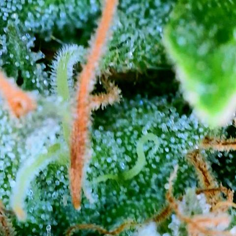 Rainbow Runtz growlog timeline photo