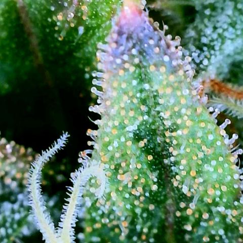 Rainbow Runtz growlog timeline photo