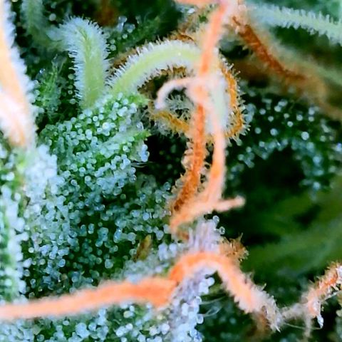 Rainbow Runtz growlog timeline photo