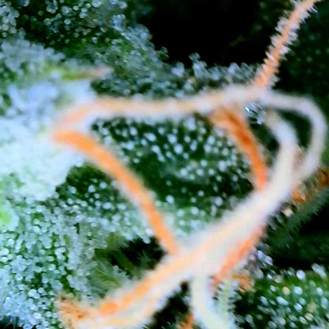 Rainbow Runtz growlog timeline photo