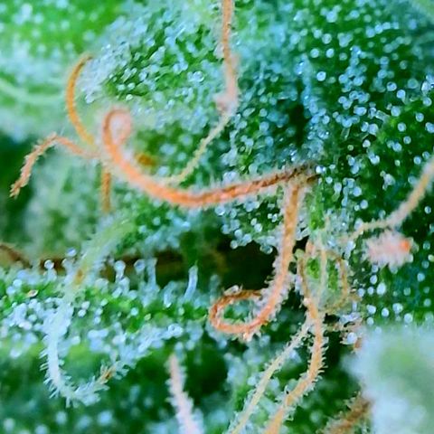 Rainbow Runtz growlog timeline photo
