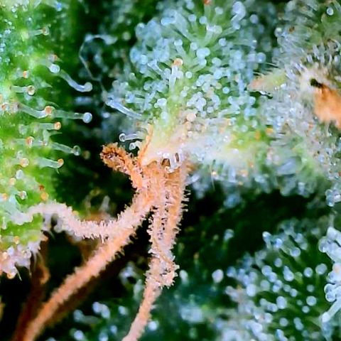 Rainbow Runtz growlog timeline photo