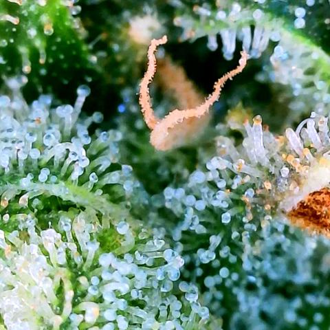 Rainbow Runtz growlog timeline photo