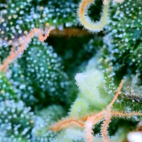 Rainbow Runtz growlog timeline photo