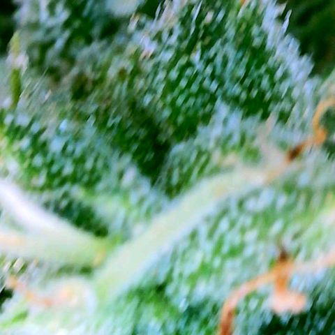 Rainbow Runtz growlog timeline photo