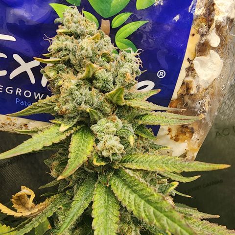 Rainbow Runtz growlog timeline photo