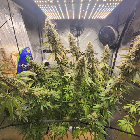Rainbow Runtz growlog timeline photo