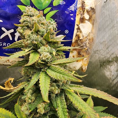 Rainbow Runtz growlog timeline photo