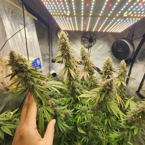 Rainbow Runtz growlog timeline photo