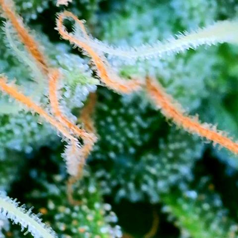 Rainbow Runtz growlog timeline photo