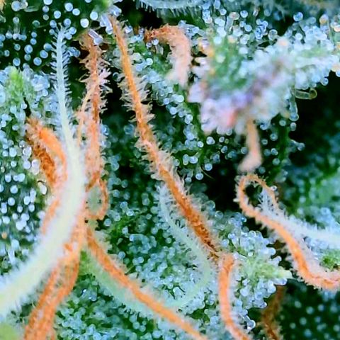 Rainbow Runtz growlog timeline photo