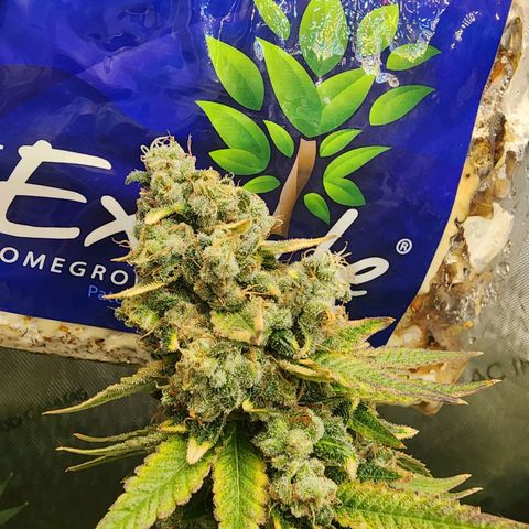 Rainbow Runtz growlog timeline photo