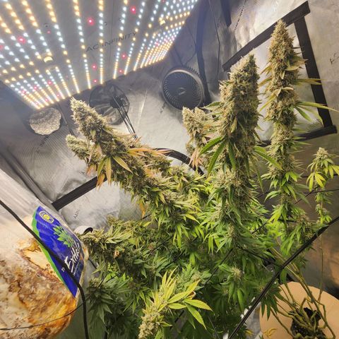 Rainbow Runtz growlog timeline photo