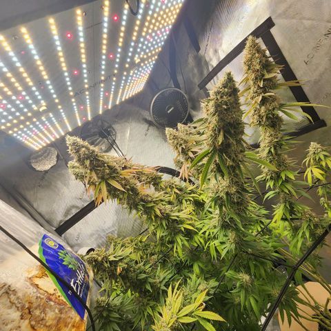 Rainbow Runtz growlog timeline photo