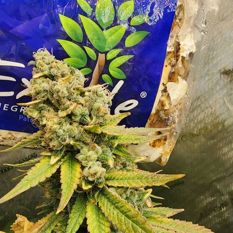 Rainbow Runtz growlog timeline photo