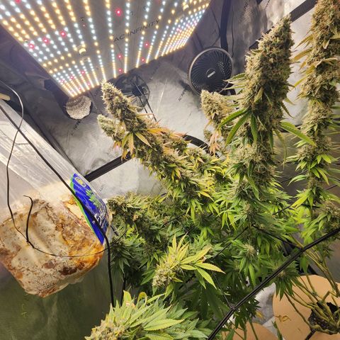 Rainbow Runtz growlog timeline photo