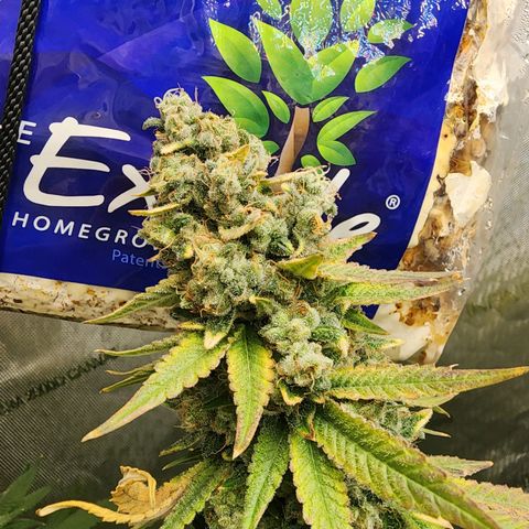 Rainbow Runtz growlog timeline photo