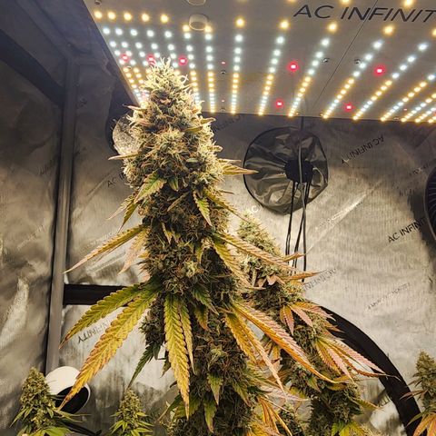 Rainbow Runtz growlog timeline photo