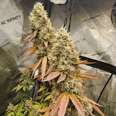 Rainbow Runtz growlog timeline photo