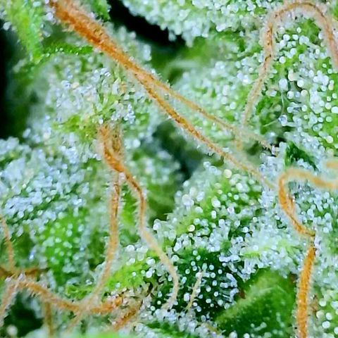Rainbow Runtz growlog timeline photo