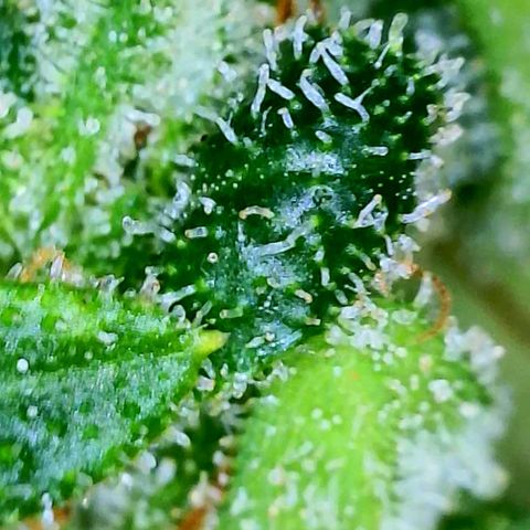Rainbow Runtz growlog timeline photo