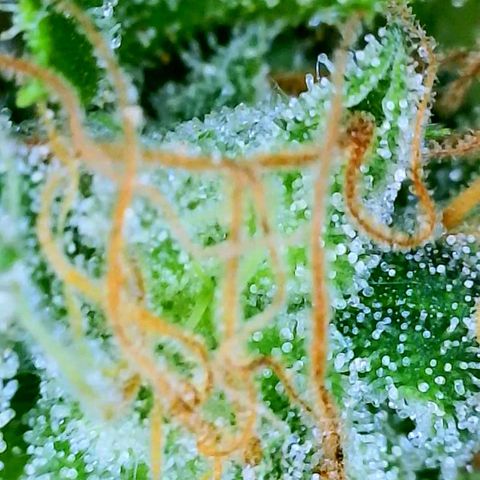 Rainbow Runtz growlog timeline photo